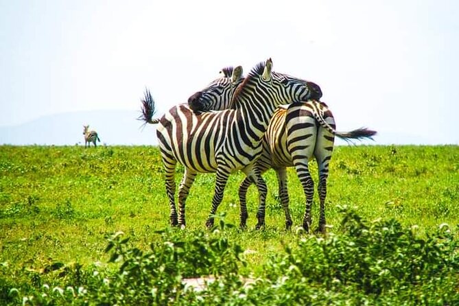 3-Day Private Budget Safari to Serengeti Np and Ngorongoro Crater - Cancellation Policy