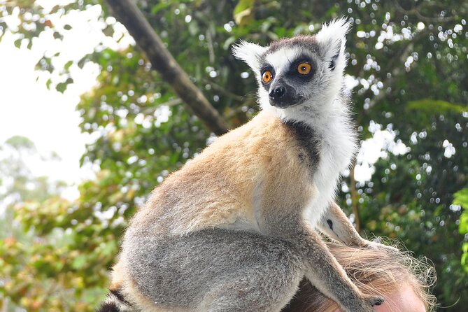 3-Day Private Tour to Andasibe National Park - Departure and Farewell