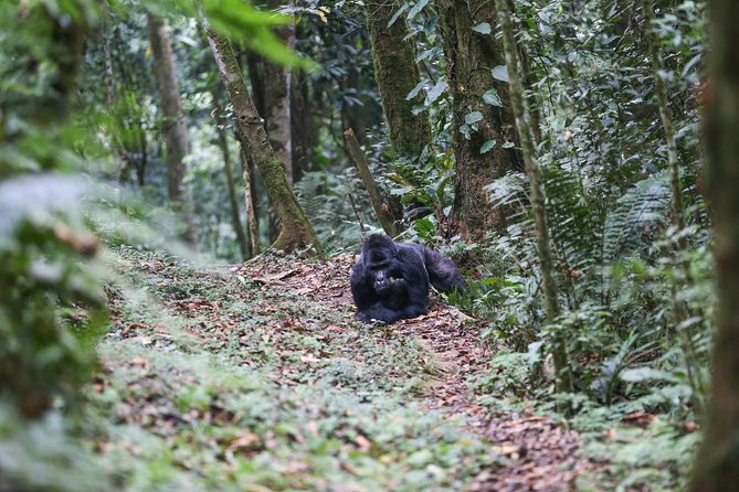 3-Day Rwanda Gorilla Safari - Customer Reviews and Testimonials