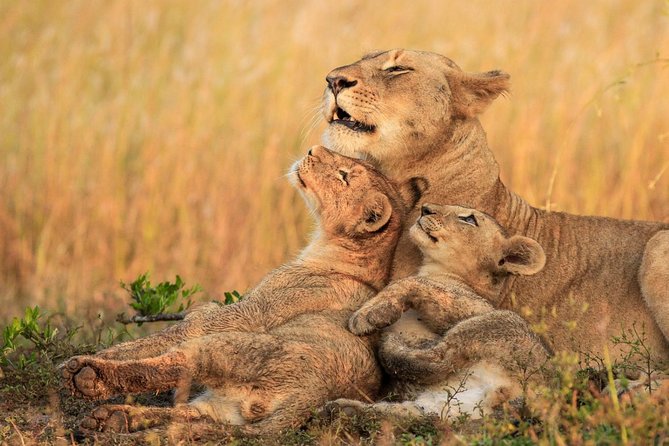 3 Day Tanzania Luxury Safari - The Sum Up