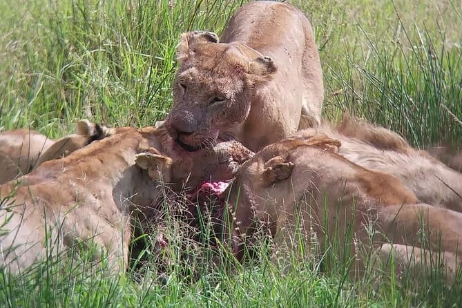 3 Days 2 Nights Maasai Mara Private Tour - The Sum Up