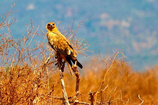 3 Days (2 Nights); Tsavo East & Amboseli Safari: - Additional Tips
