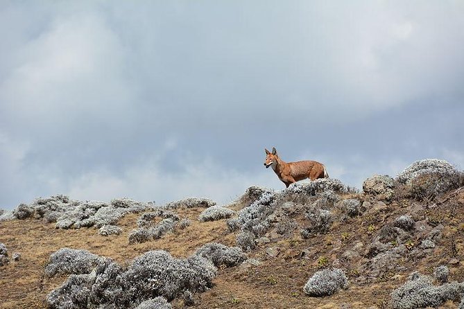 3 Days Bale Mountains Trekking - The Sum Up