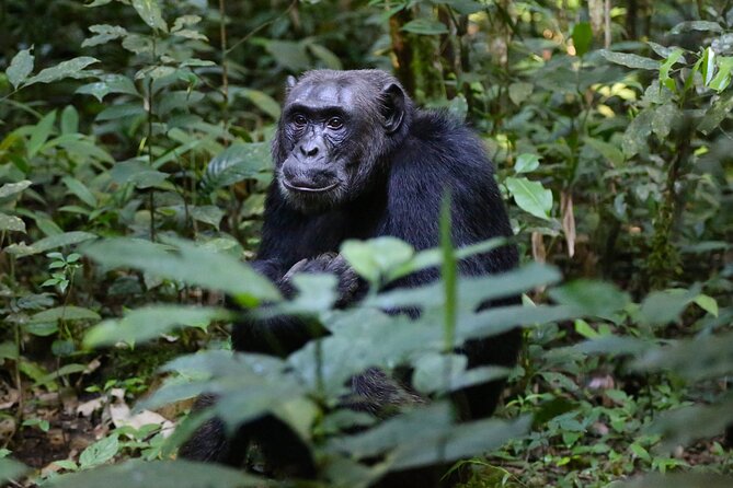 3-Days Chimpanzee Tracking Kibale Uganda - Customer Reviews