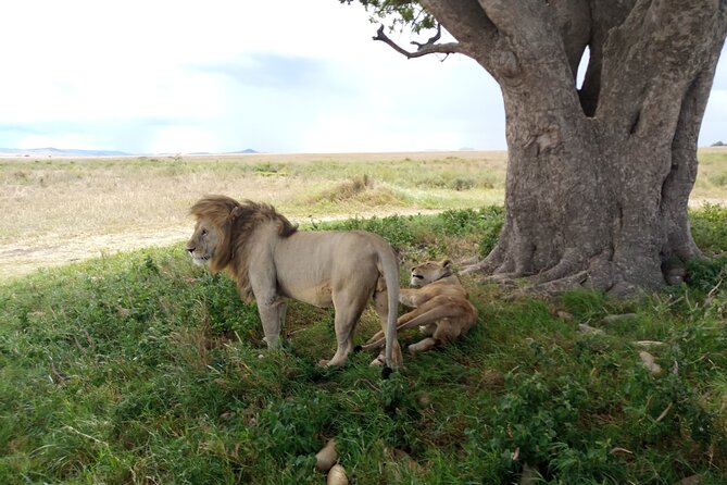 3 Days Exploring Serengeti & Ngorongoro Crater From Arusha - Good To Know