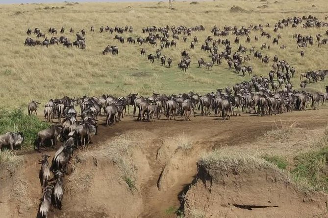 3 Days Maasai Mara Guided Safari From Nairobi - The Sum Up