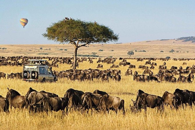 3 Days Masai Mara Group Joining Budget Tour - Tour Details