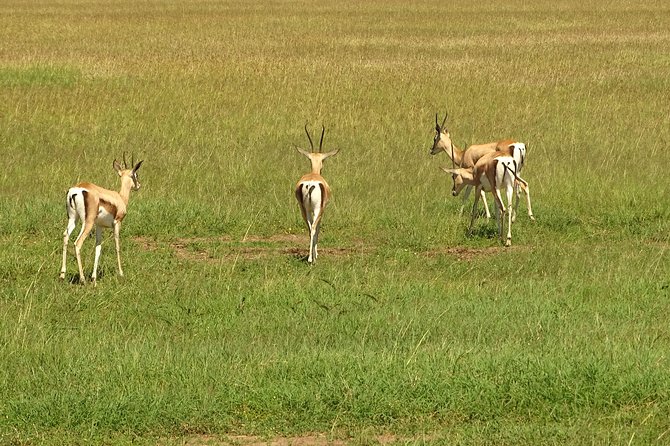 3 Days Masai Mara Safari - Frequently Asked Questions