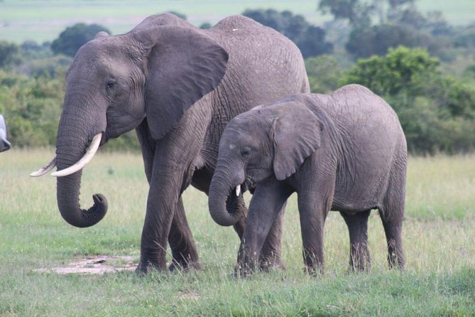 3 Days Masai Mara Safari From Nairobi - What to Expect