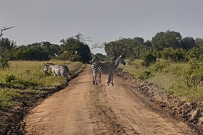 3 Days Mikumi National Park From Zanzibar or Dar Es Salaam - Frequently Asked Questions