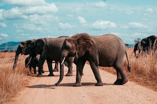 3 Days Private Mikumi National Park Wildlife Encounter Safari Tour - The Sum Up