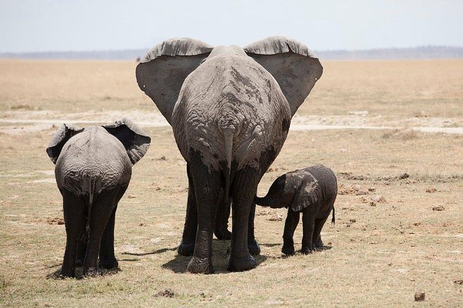 3 Days Tsavo East, Taita Hills Saltlick and Amboseli Kenya Safari - Transportation and Guides