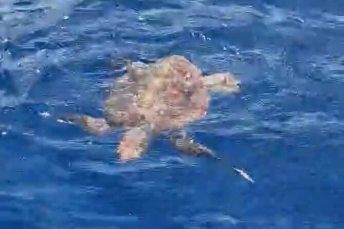 3-Hour Private Boat Tour in Tenerife With Snorkeling - Meeting and Pickup Instructions