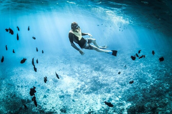 3 Hour Snorkeling and Dolphin Watching Experience in Muscat - Price and Inclusions
