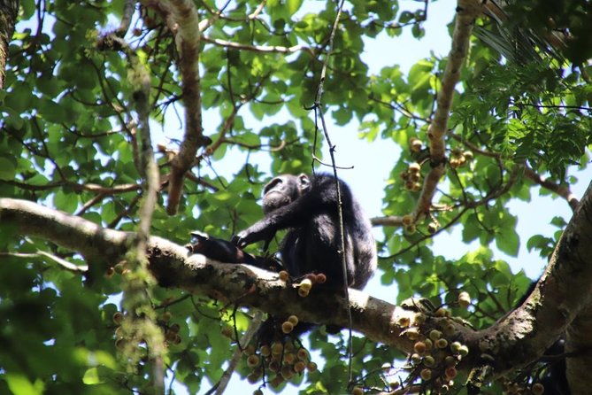 4-Day Gorillas, Wildlife and Chimpanzee Trek at Kalinzu Forest - Frequently Asked Questions
