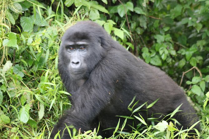 4 Day Gorillas, Wildlife and Chimpanzee Trek at Kibale - Gorilla Trekking Experience