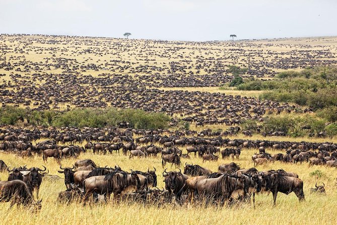 4 Day Masai Mara & Lake Nakuru Group Joining Camping Safari - Daily Departures - Reviews