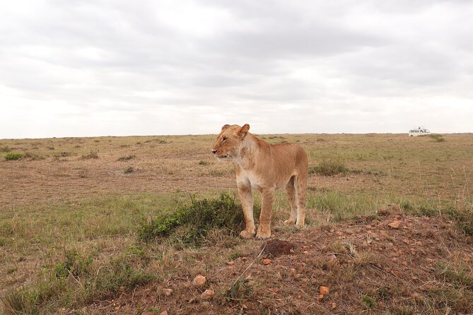 4-Day Masai Mara Luxury Kenya Safari Private Tour - Accessibility and Recommendations