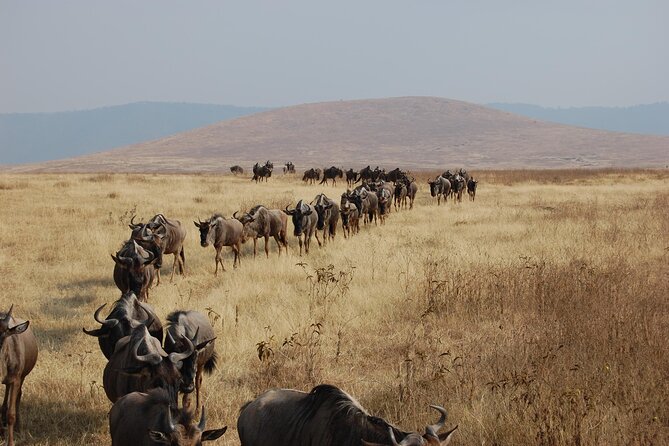 4-Day Private Tour in Masai Mara - Booking and Pricing Information