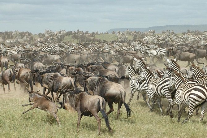 4 Days / 3 Nights Join Group Safari
