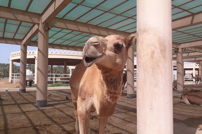 4 Days 3 Nights Private Package to Discover Bahrain.