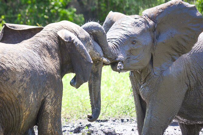 4 Days Authentic Honeymoon Safari Serengeti and Ngongoro Crater - Operator and Contact Information