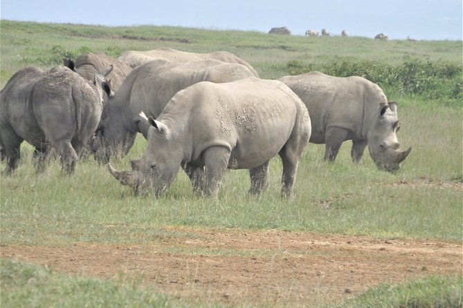 4 Days Masai Mara & Lake Nakuru Budget Safari From Nairobi - Frequently Asked Questions