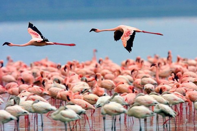 4 Days Masai Mara & Lake Nakuru Lodge Safari - Frequently Asked Questions