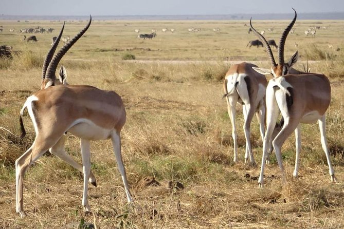 4 Days Mombasa Safari – Tsavo West, Amboseli & Tsavo East National Parks - Transportation and Pickup Details