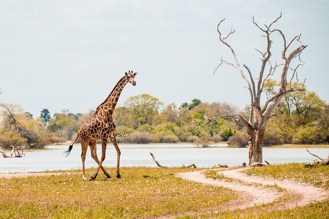 4 Days Selous Game Reserve Wildlife Encounter Safari - Safari Itinerary Overview