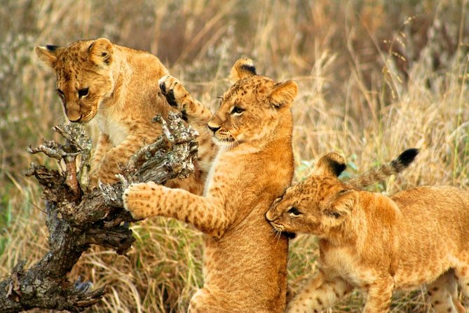 4 Days Special Circuit in Kenya -Tsavo-Saltlick Safari(Min 2 Pax) - Important Information for Participants