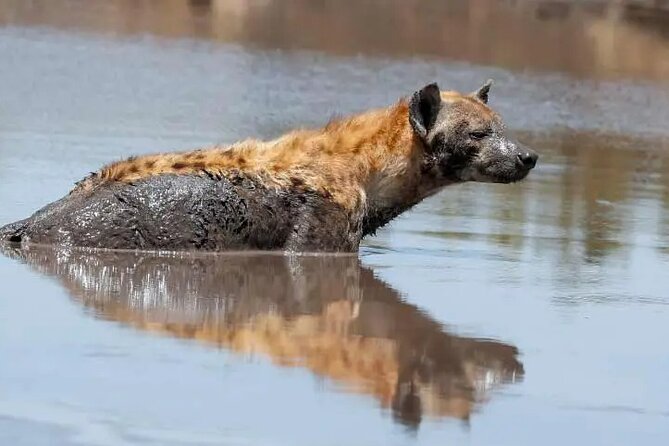 4 Days Tanzania National Parks Private Safari From Zanzibar - Safari Itinerary