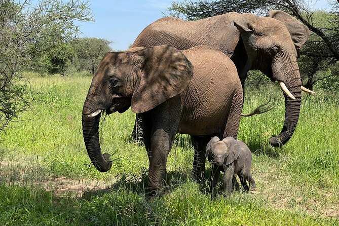 4 Days Tarangire National Park, Serengeti National Park and Ngorongoro Crater - Exploring Serengeti National Park