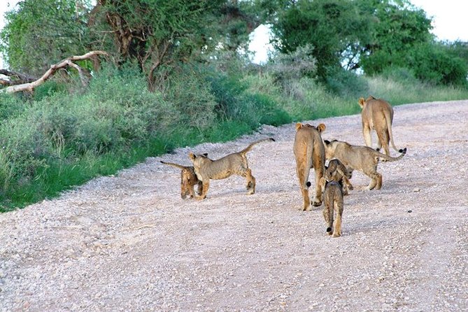 4 Days Tour Masai Mara Game Reserve From Diani by Air - Operator Information