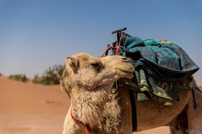 4 Days Trek - the Legs of Camels - Frequently Asked Questions