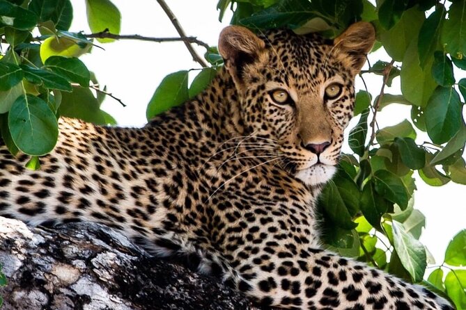 4 Days Victoria Falls Safari Tour & Chobe National Park Game Drive - Customer Reviews