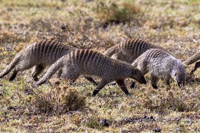 4 Days Wildebeest Lake Nakuru Masai Mara Safari - Optional Activities and Add-Ons