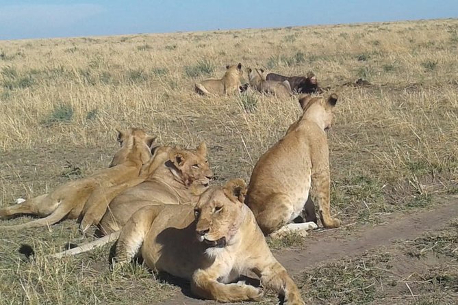 4 Days Wildebeest Migration Budget Safari Masai Mara - Safari Itinerary Details