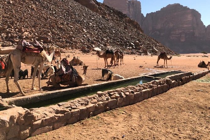 4 Hour Jeep Tour (Morning or Sunset) - Wadi Rum Desert Highlights - Practical Information