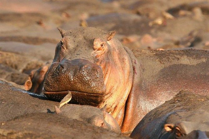 4 Tanzania Classic Safari - Meals and Snacks Provided