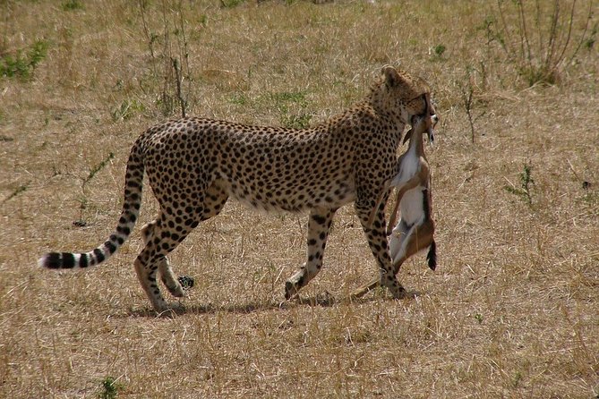 4Days/3Nights Comfort in Serengeti, Ngorongoro ,L Manyara - Travel Directions