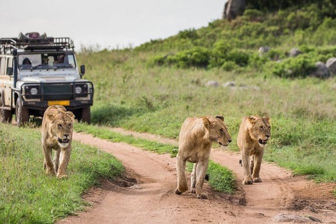 4days Masai Mara and Lake Nakuru Group Joining Budget Safari - Pricing and Group Size