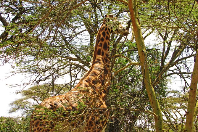 4X4 Lake Nakuru Day Trip Safari – & Optional Lake Naivasha Boat - Directions and Important Details