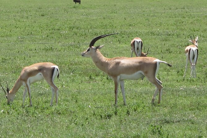5-Day Lake Manyara, Serengeti, Ngorongoro Crater and Tarangire - Meals Included