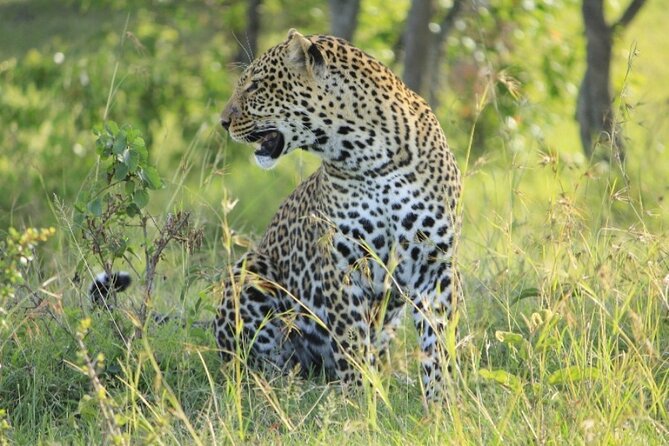 5-Day Masai Mara Lake Nakuru and Naivasha Small-group Safari Tour - What To Expect