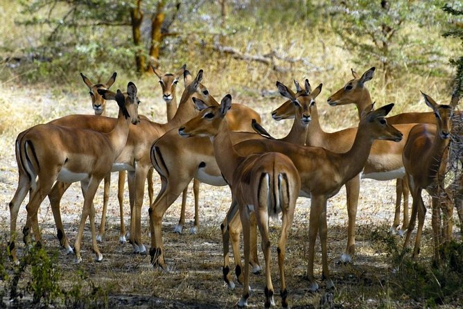 5-Day Mikumi & Ruaha Tanzania Wildlife Lodge Safari - The Sum Up