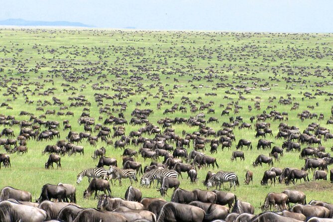 5 Day Private Guided Wildebeest Migration Tour - The Sum Up