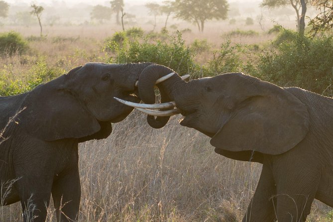 5 Days Explore Selous Game Reserve - Dining and Meals