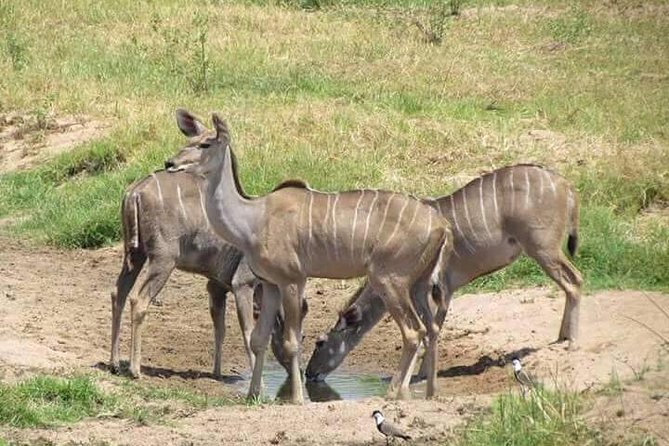 5 Days Safari Itinerary, Delight With Camping Game Drives in 3 National Parks - Itinerary Overview