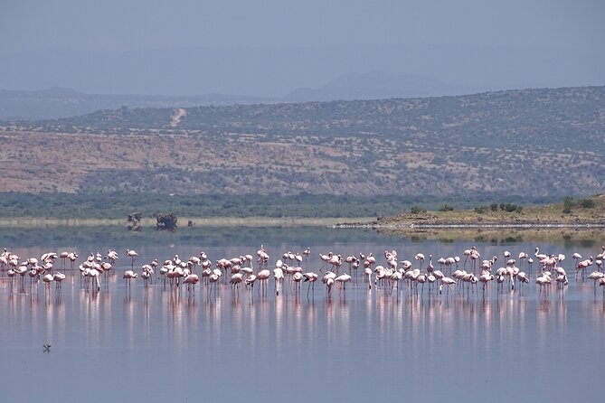 5 Days Tanzania Family Safari - Frequently Asked Questions